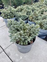 kadagys blue star
