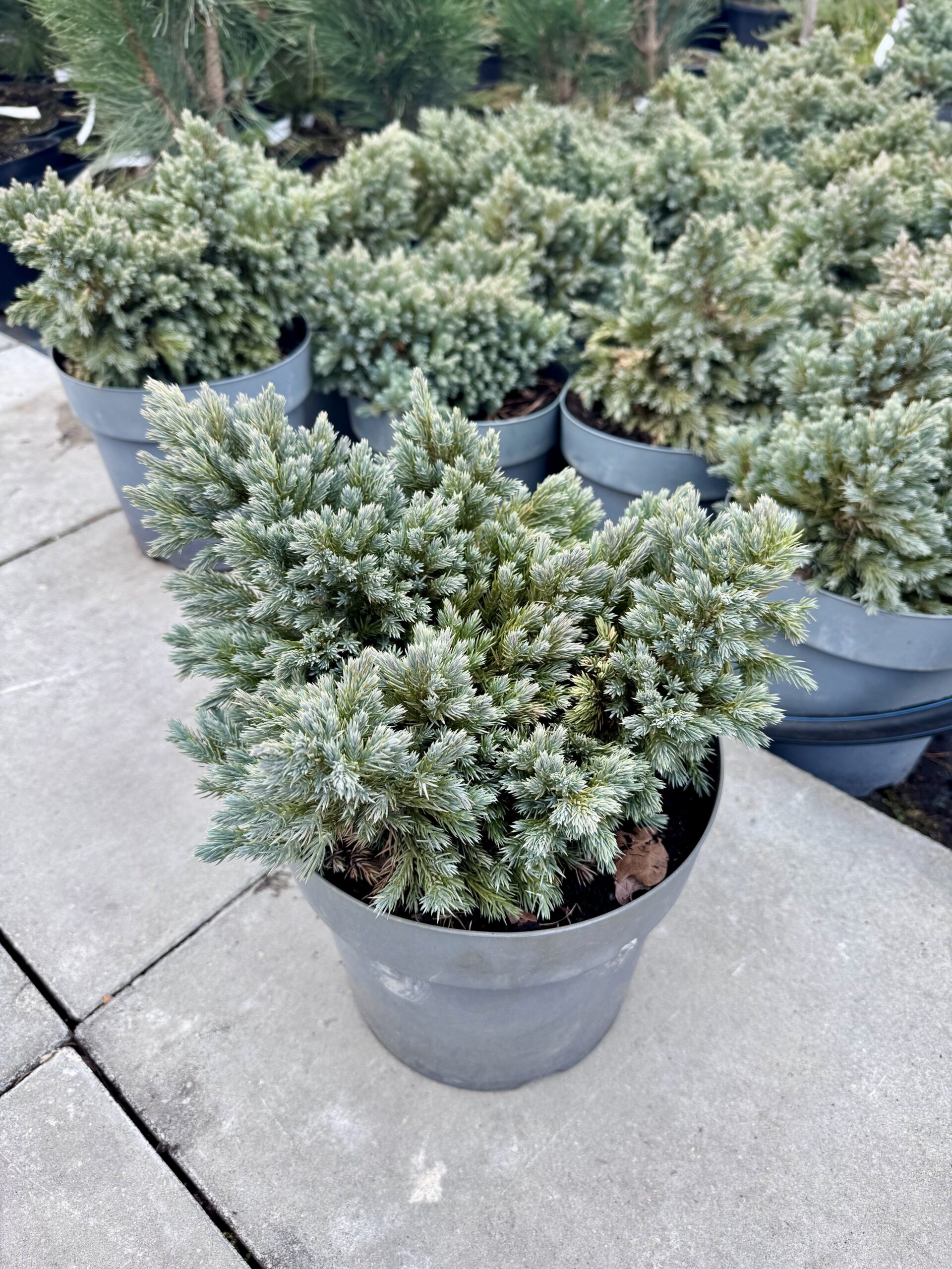 kadagys blue star kadagys blue star