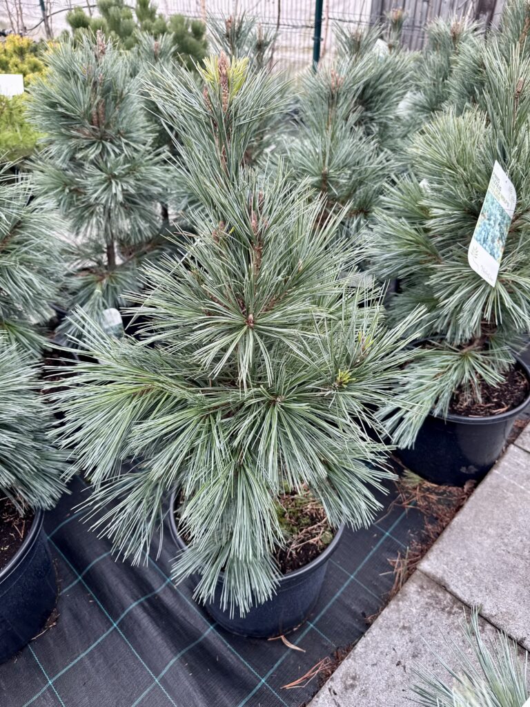 vanderwolf's pyramid