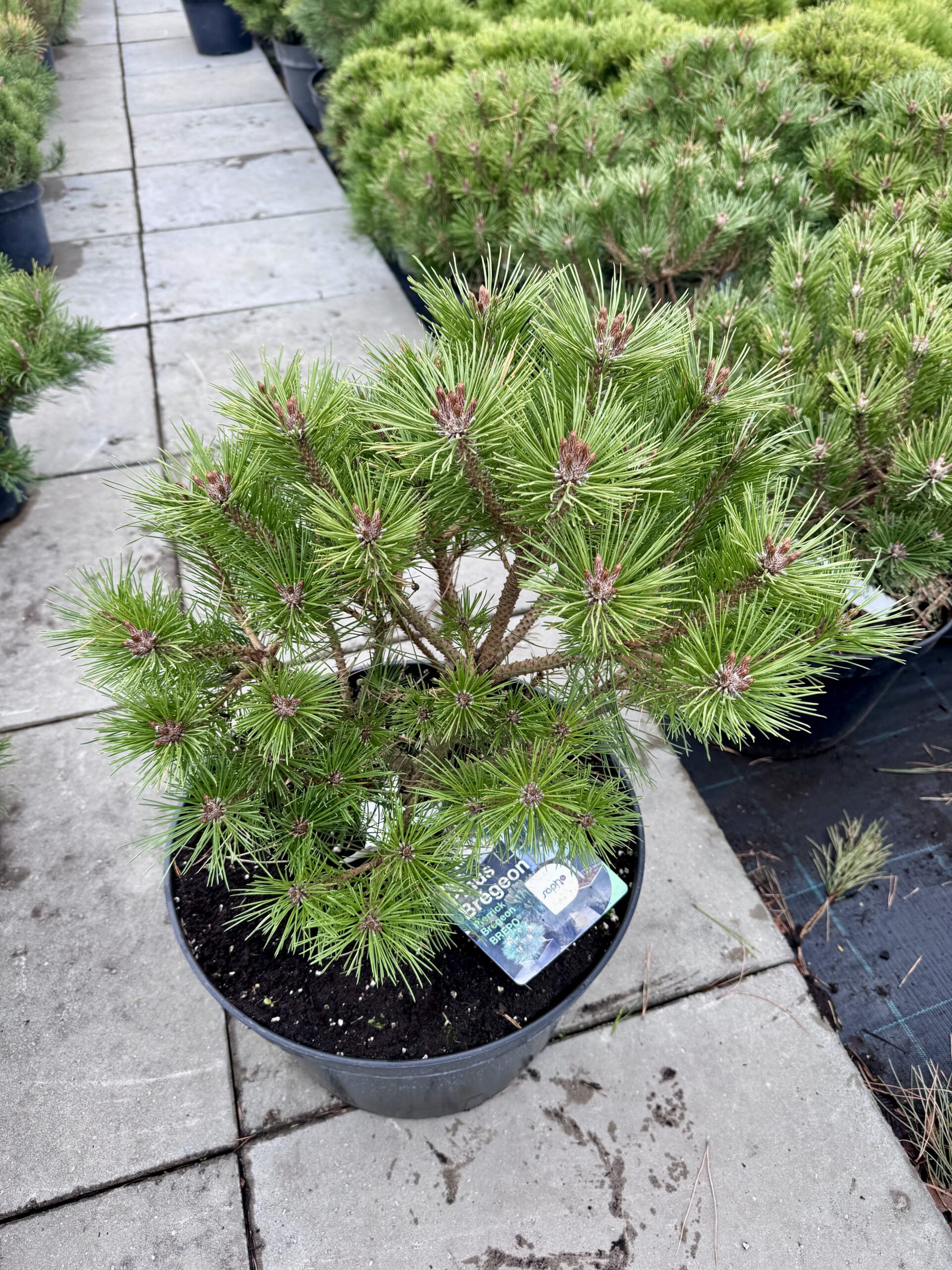 pusis juodoji brepo pusis juodoji brepo