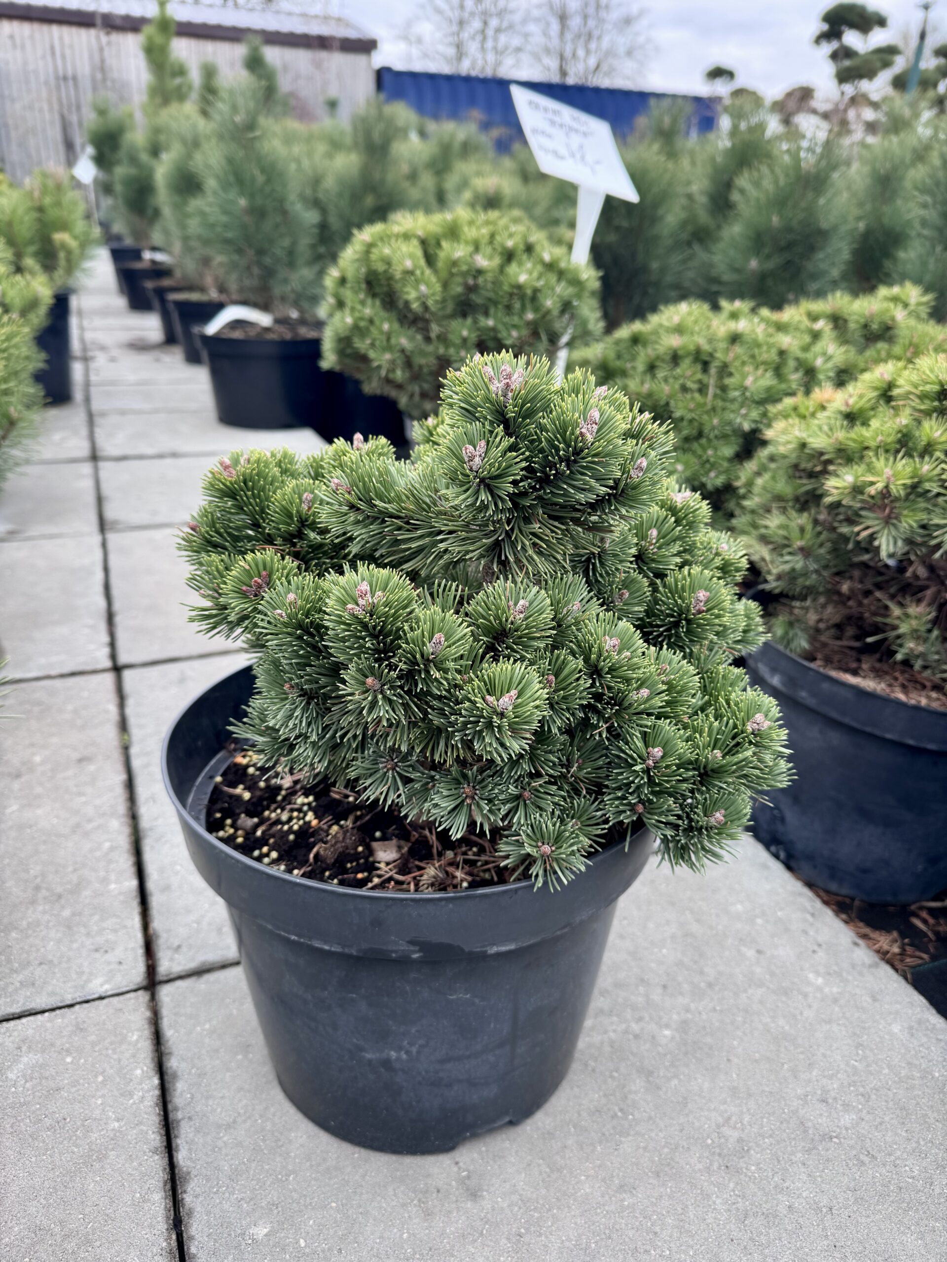 pusis kalnine benjamin pusis kalnine benjamin