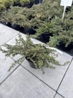 kadagys paprastasis repanda