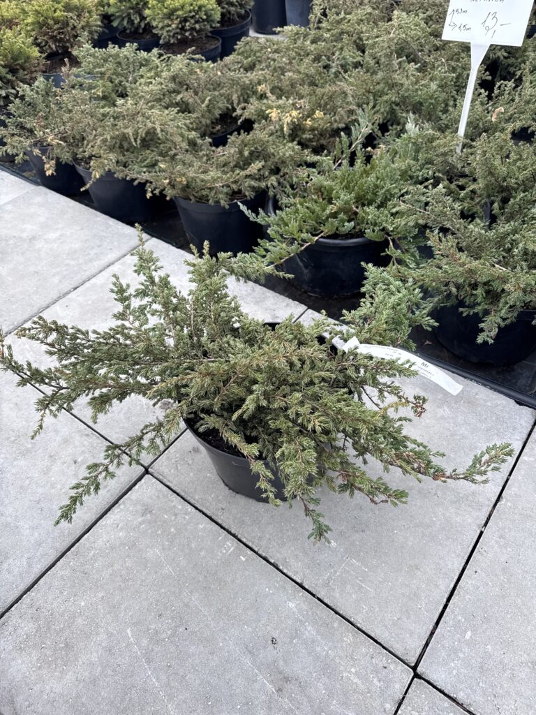 kadagys paprastasis repanda