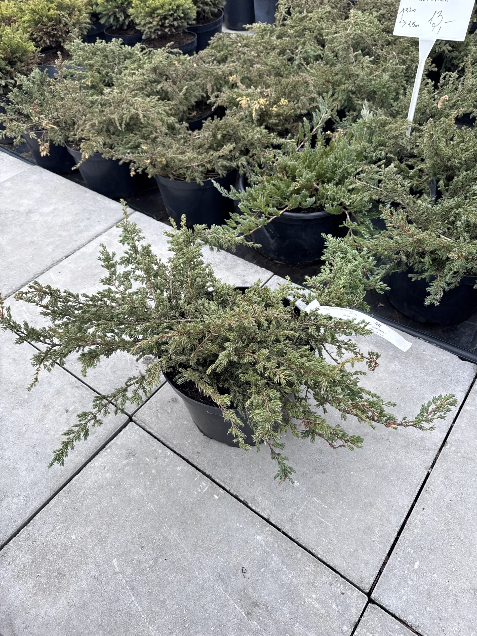 kadagys paprastasis repanda kadagys paprastasis repanda