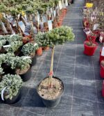 Korėjinis kėnis "Icebreaker" ant kamieno