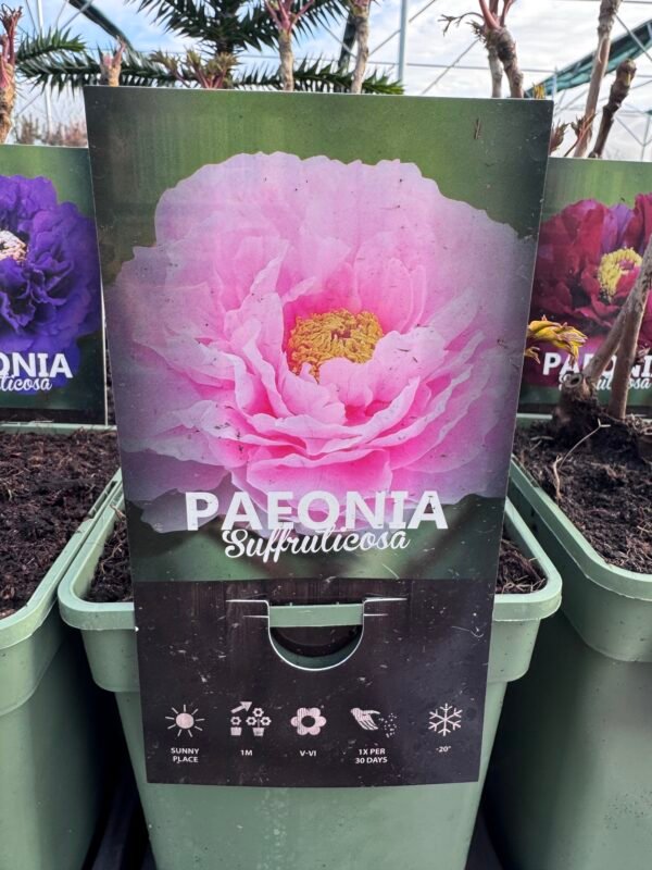 Bijūnas medėjantis "Pink" - Image 2