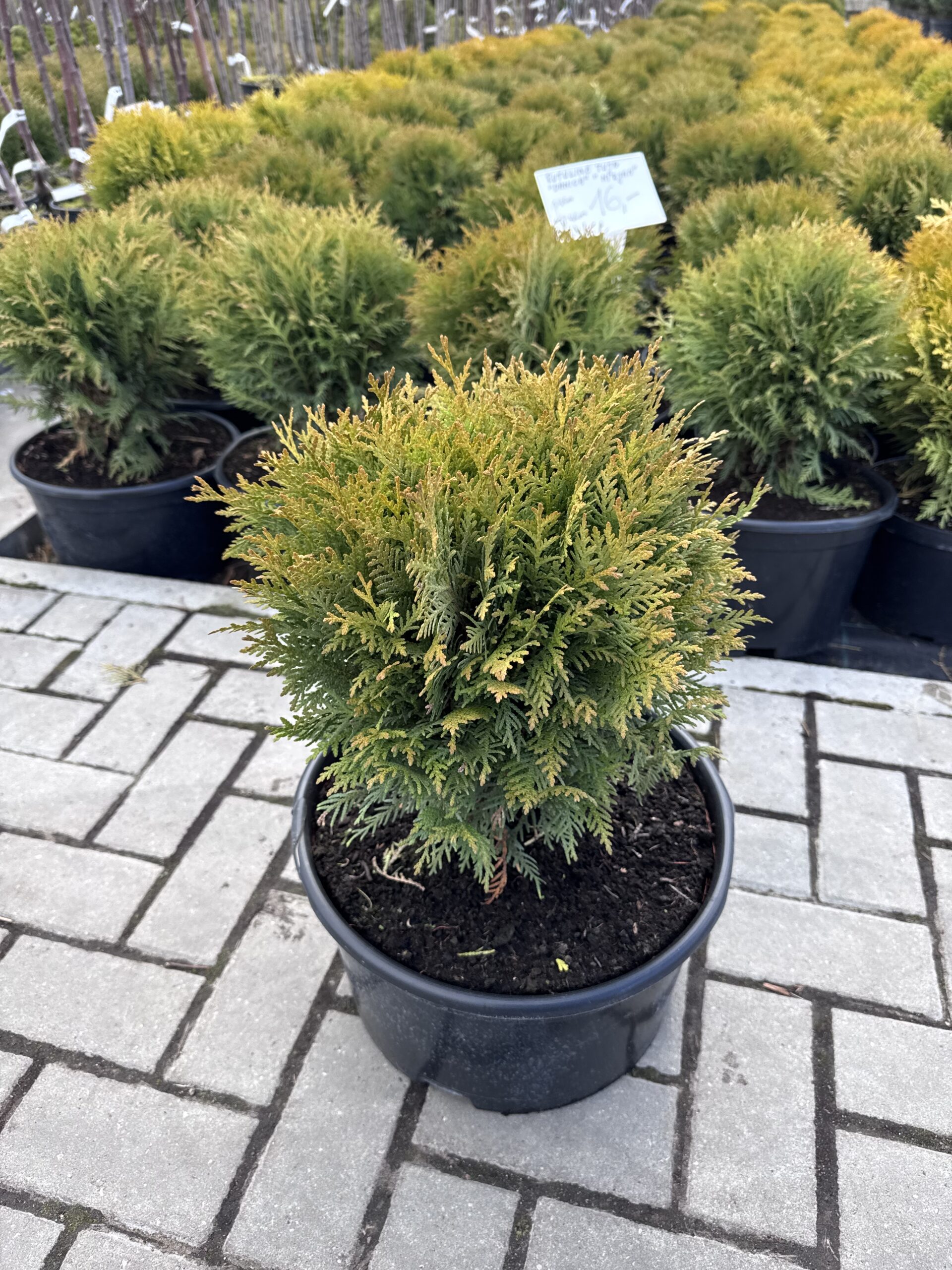 tuja vakarine danica tuja vakarine danica