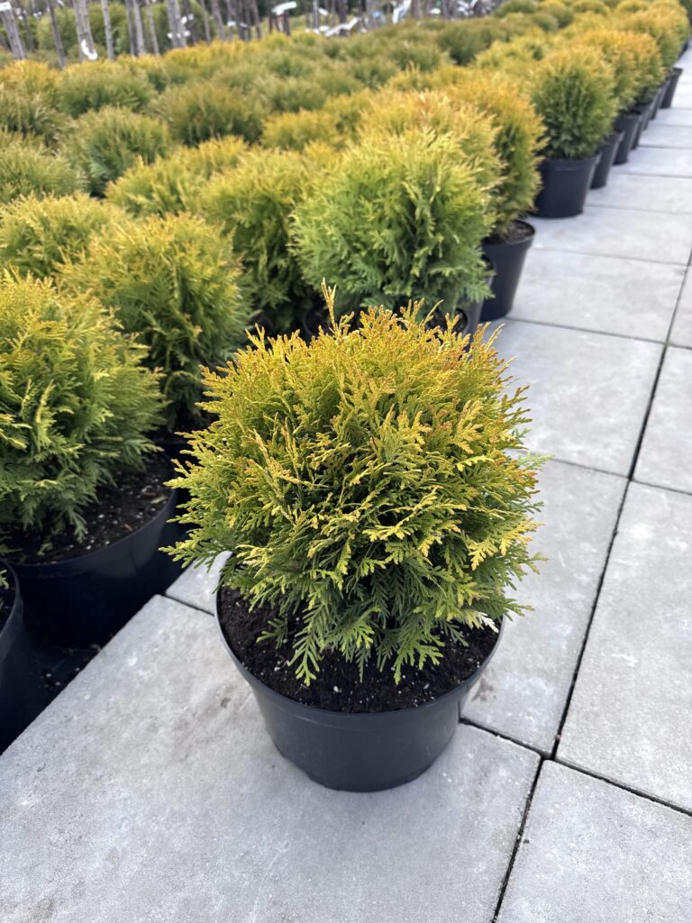 rutuline tuja mirjam