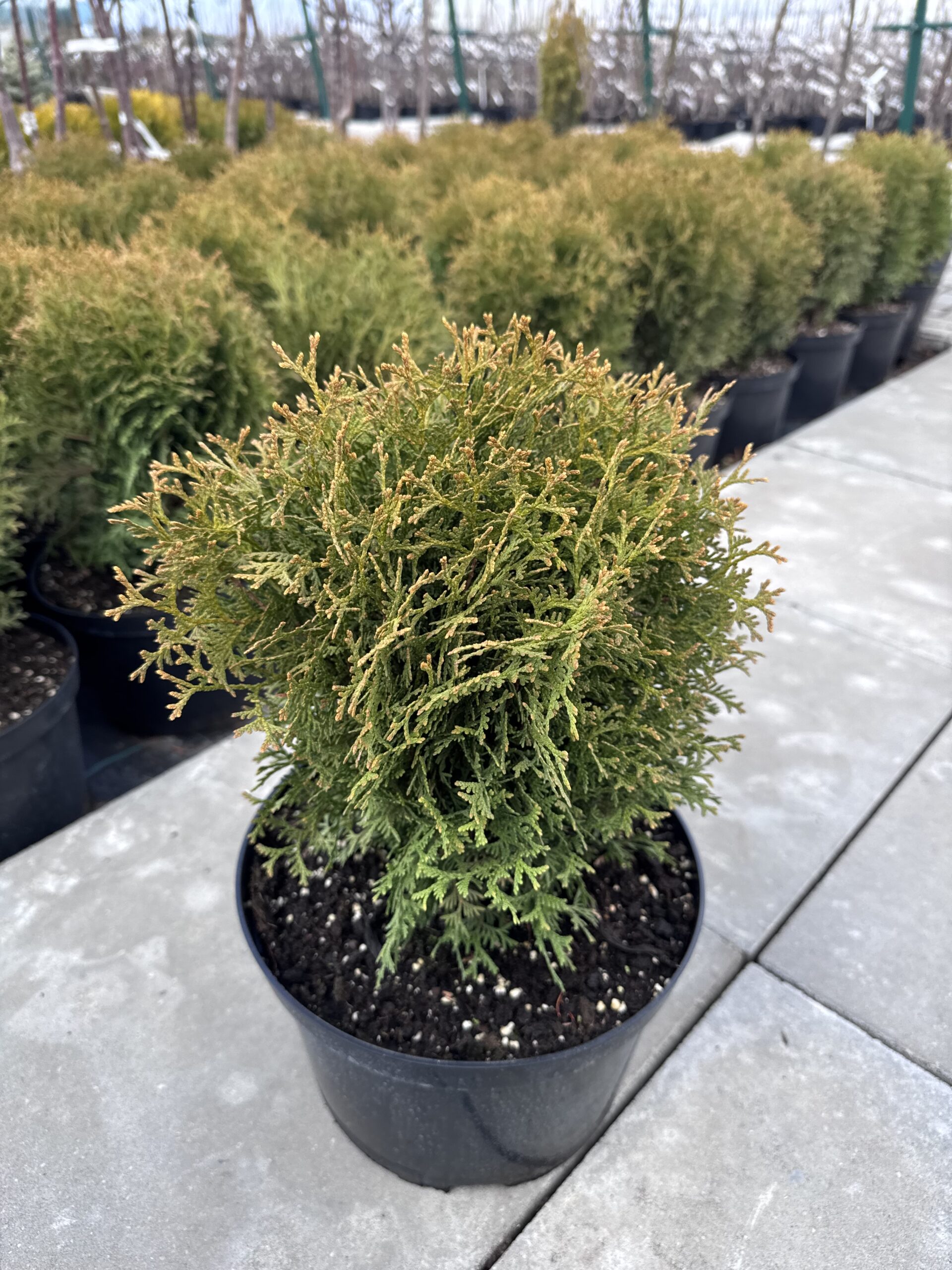 tuja vakarine waterfield tuja vakarine waterfield