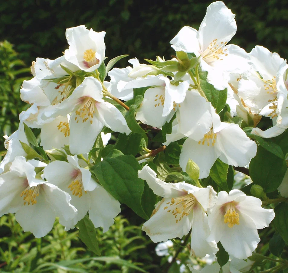 jazminas belle étoile