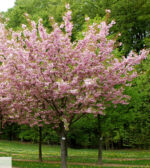Sakura "Kanzan" - Image 2