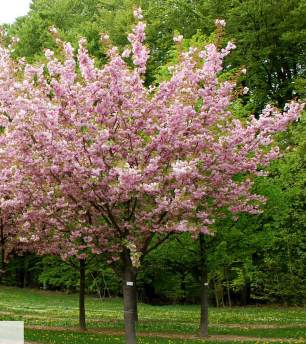 Sakura "Kanzan" - Image 2