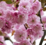 sakura kanzan