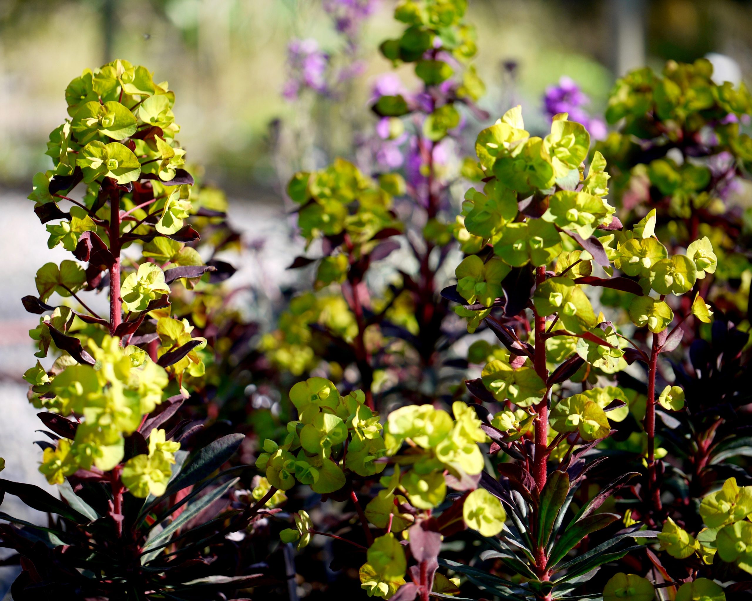 karpazole purpurea karpazole purpurea