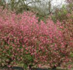 Serbentas raudonžiedis "King Edward VII" - Image 2