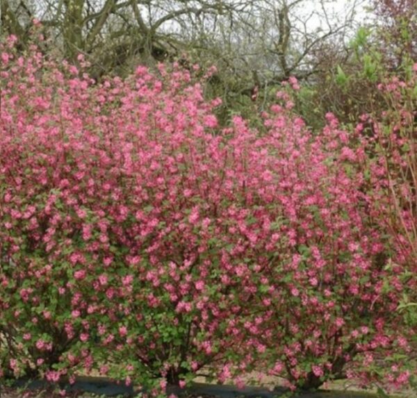 Serbentas raudonžiedis "King Edward VII" - Image 2