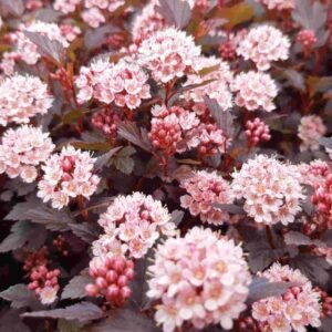 lady in red puslenis