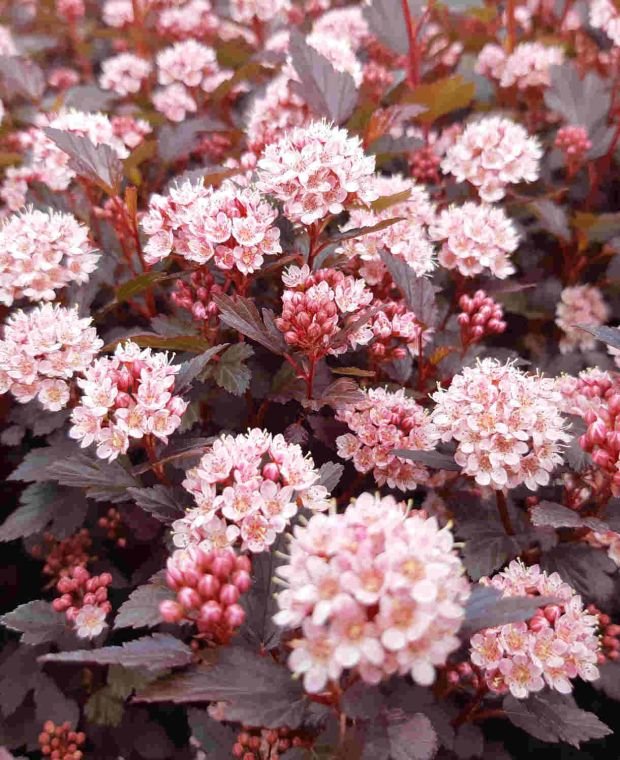 lady in red puslenis