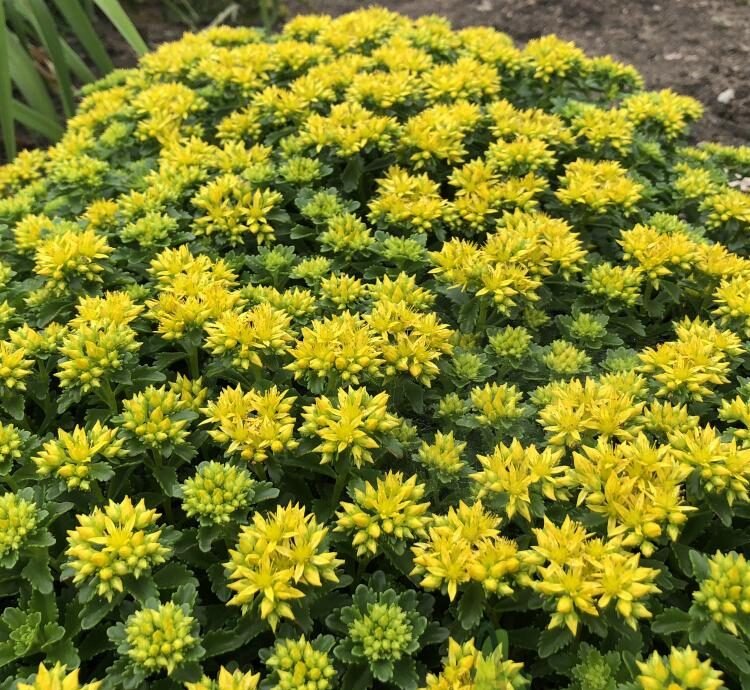 little miss sunshine silokas