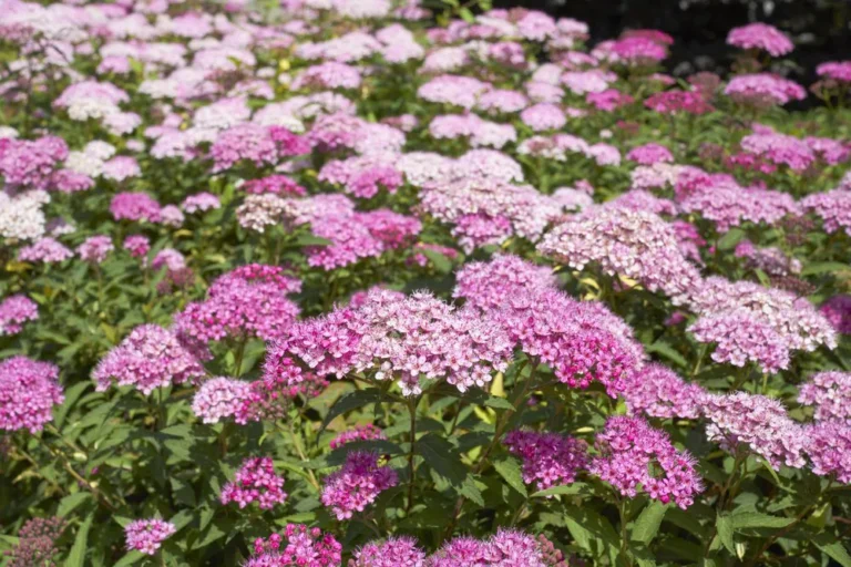 little princess lanskva