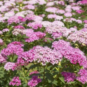 little princess lanskva