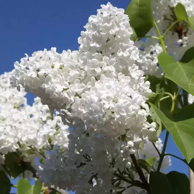 alyva balta madame lemoine