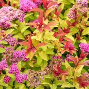 magic carpet lanksva