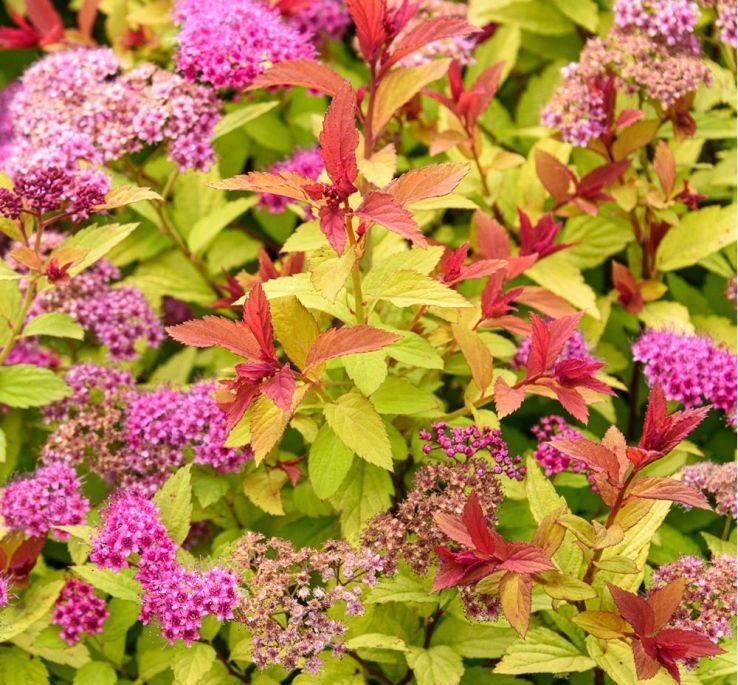 magic carpet lanksva