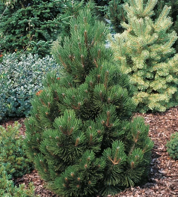 Pušis baltažievė "Malinki" - Image 2