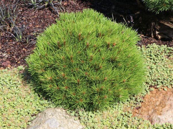 Pušis juodoji "Marie Bregeon" - Image 2