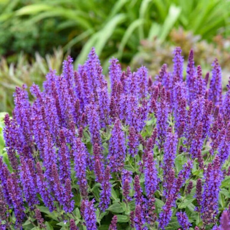 salavijas medium violet