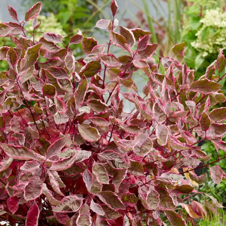 sedula baltoji miracle