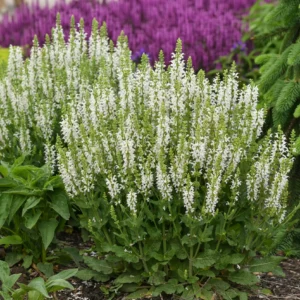 salavijas sensation medium white