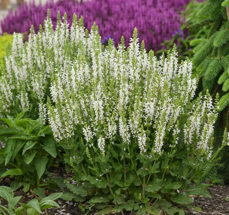 salavijas sensation medium white