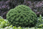 Pušis kalninė "Mops" - Image 2