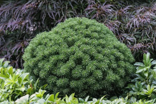 Pušis kalninė "Mops" - Image 2