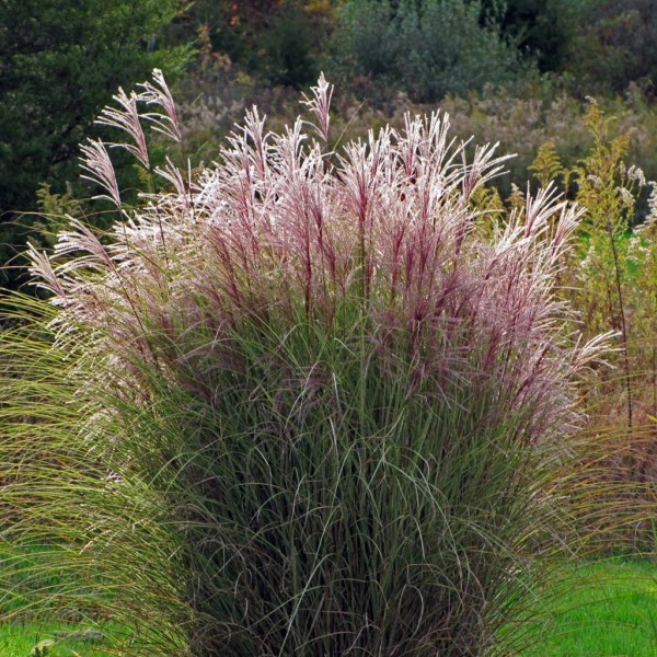 kinininis miskantas morning light