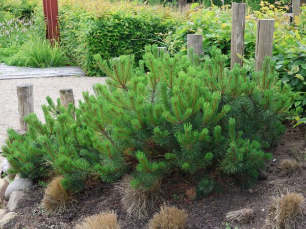 Pušis kalninė "Mughus" - Image 2