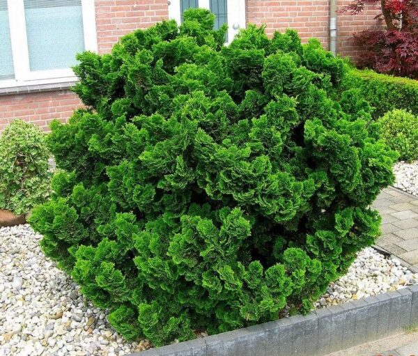 Puskiparisis bukasis "Nana Gracilis" - Image 2