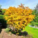 Klevas plaštakinis "Orange Dream" - Image 3