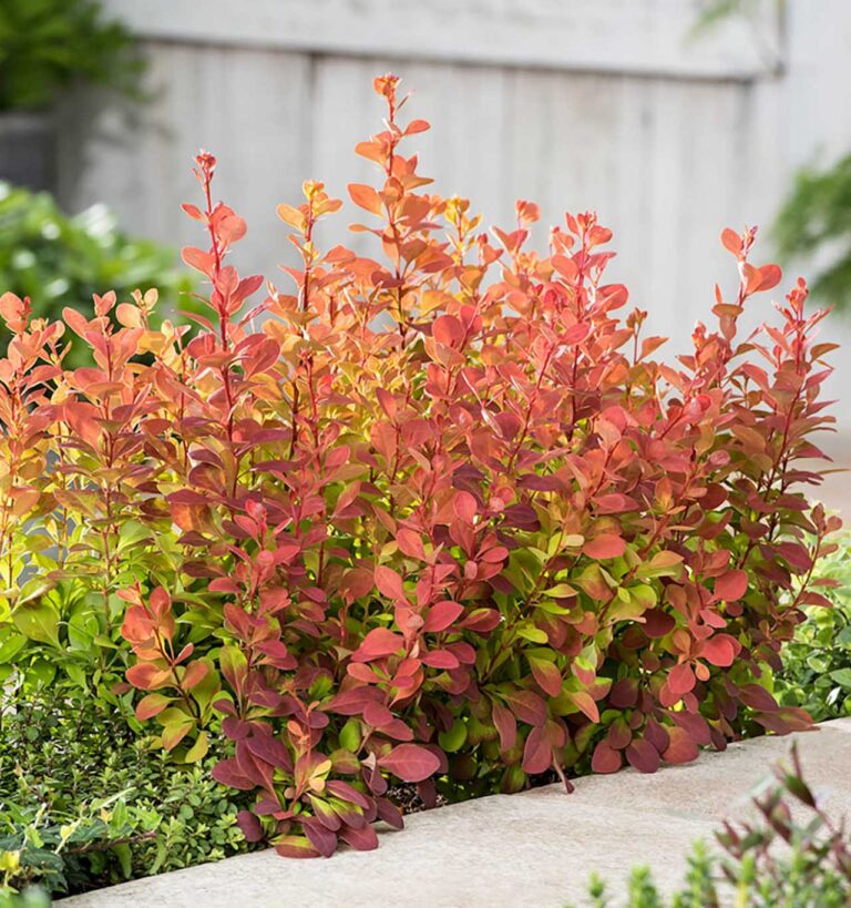 raugeriskis orange rocket