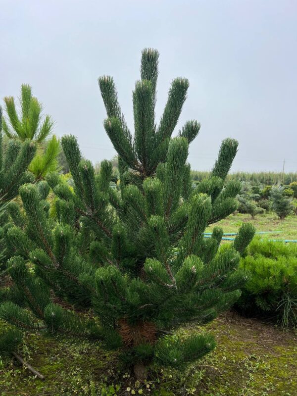 Pušis juodoji "Oregon Green" - Image 2