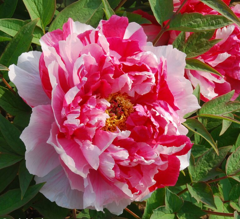 pink white bijūnas medejantis