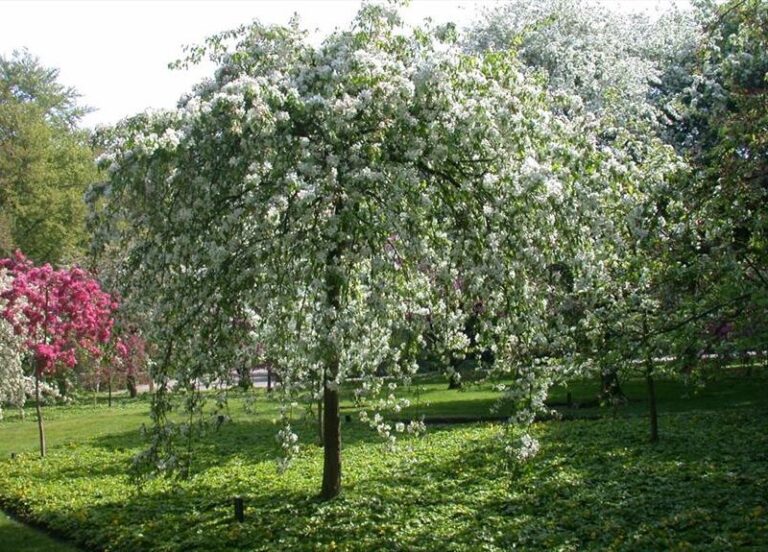 rojaus obelis red jade