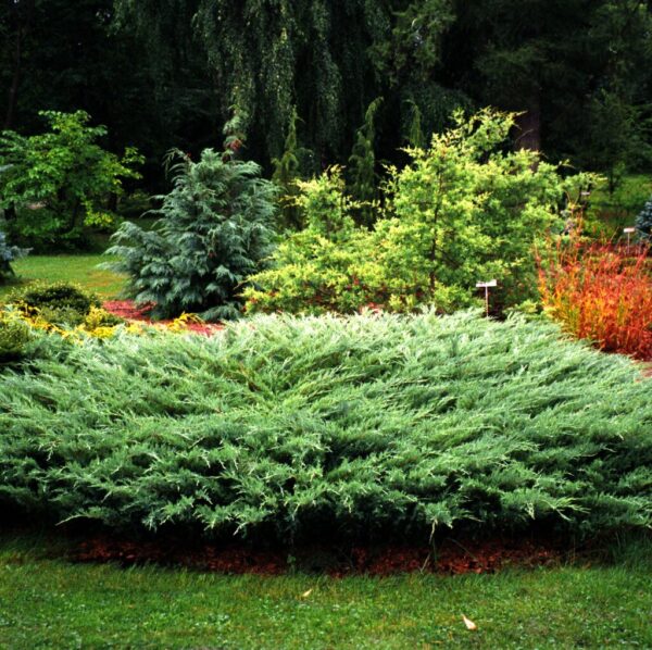 Kadagys paprastasis "Repanda" - Image 2