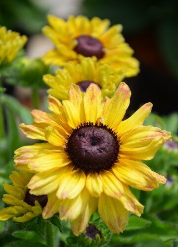 rudbekija flamenco vanilla