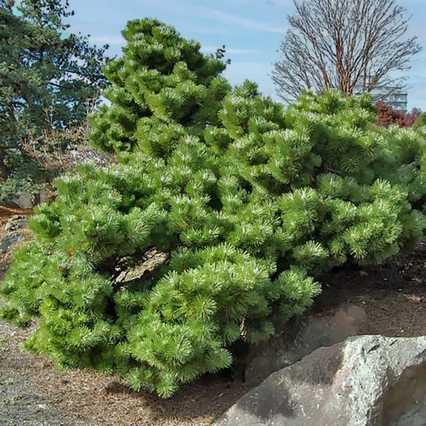 Pušis tunbergo "Sayonara" - Image 2