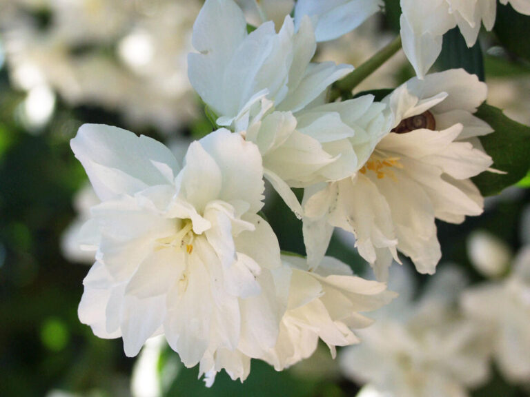 jazminas schneesturm