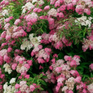 japonine lanksva shirobana