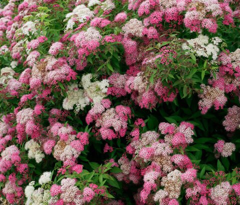 japonine lanksva shirobana